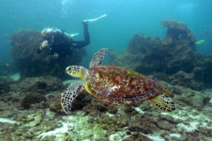 Advanced Open Water Diver